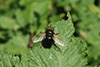 Tachina grossa